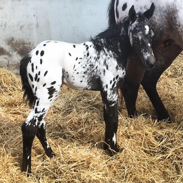 Greenford Appaloosa Horses